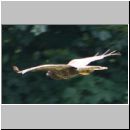 Buteo buteo - Maeusebussard 04 Deister.jpg